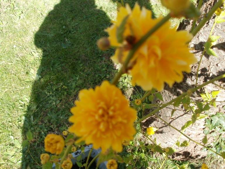 Kerria japonica Yellow Flower