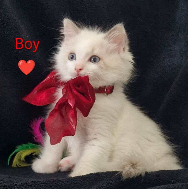 😻 Ragdoll kittens 😻