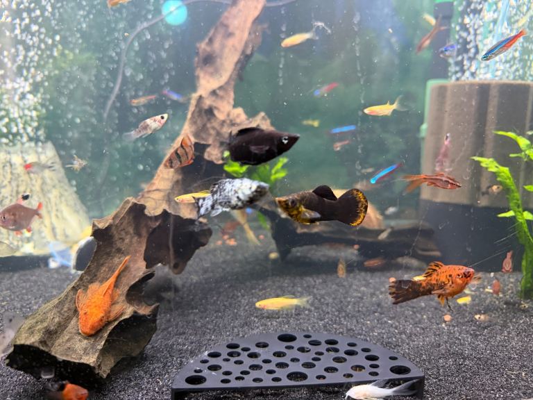 Mixed fish mollies,platys and tetras 