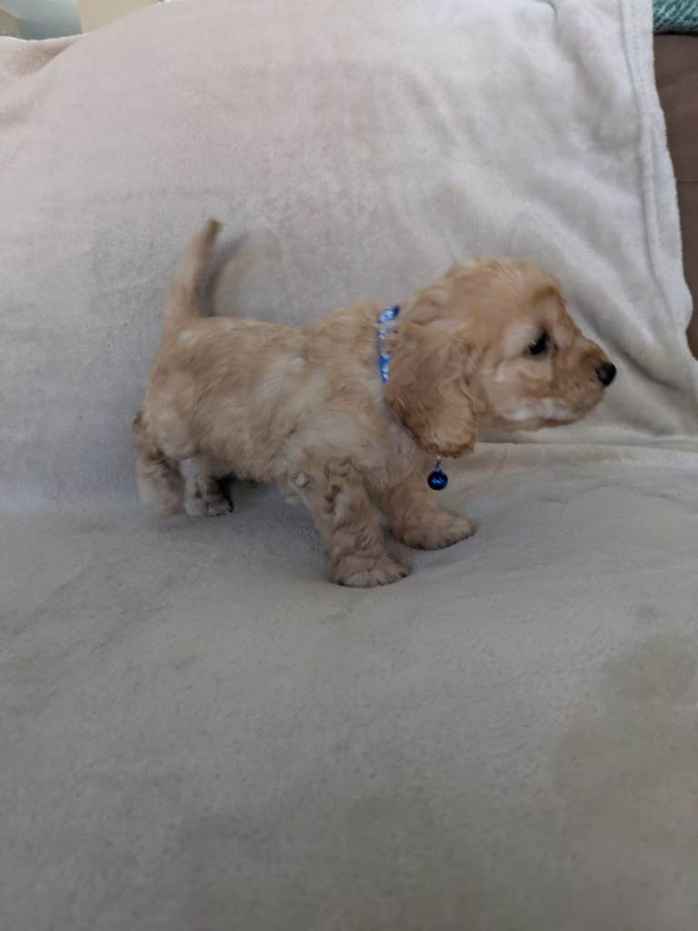F2 cockapoos 
