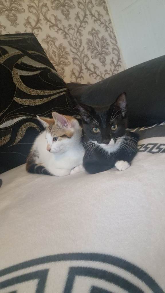 Kittens