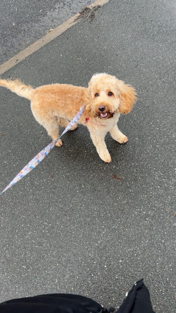 Beautiful cockapoo puppy - Bonnie