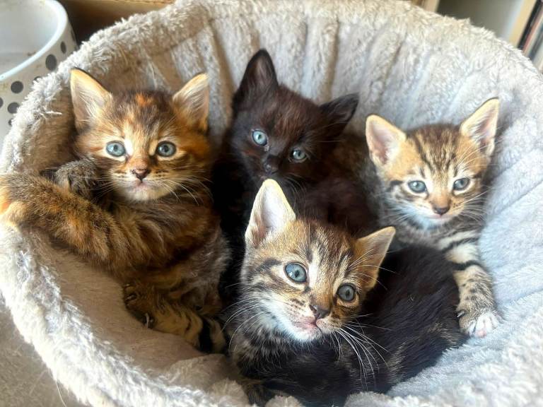 4 x beautiful kittens ready to go now!