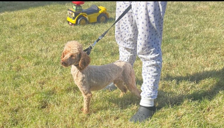 Toy poodle dog for sale 
