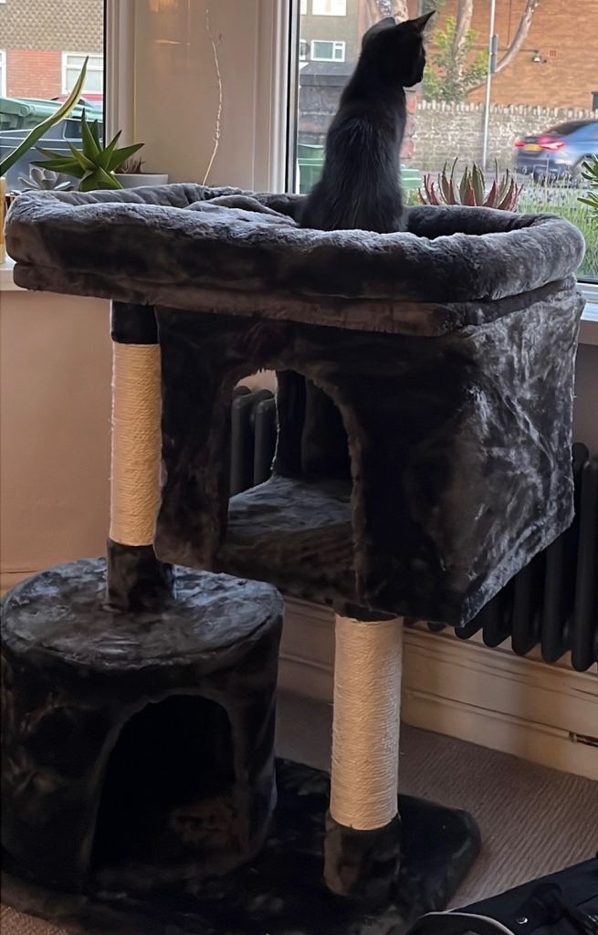 Cat tree and box of toys