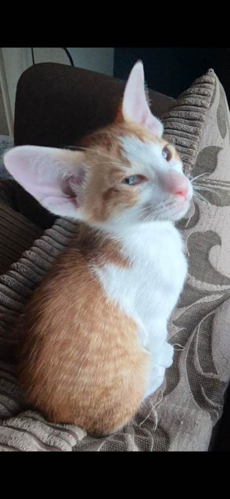 Pedigree Oriental kittens