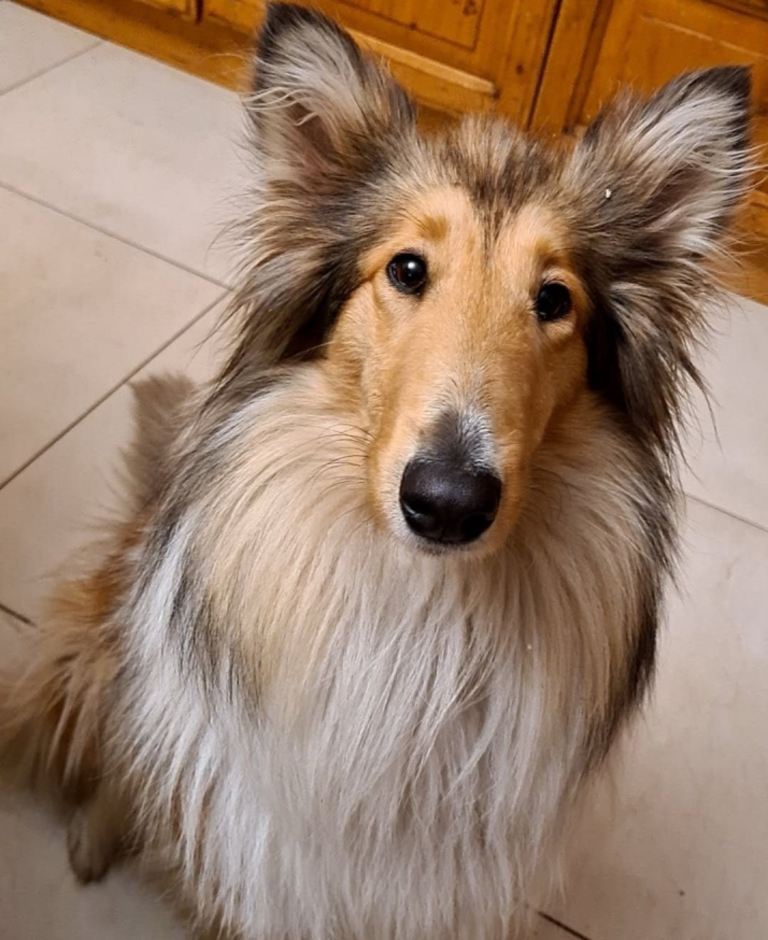 Rough collie 