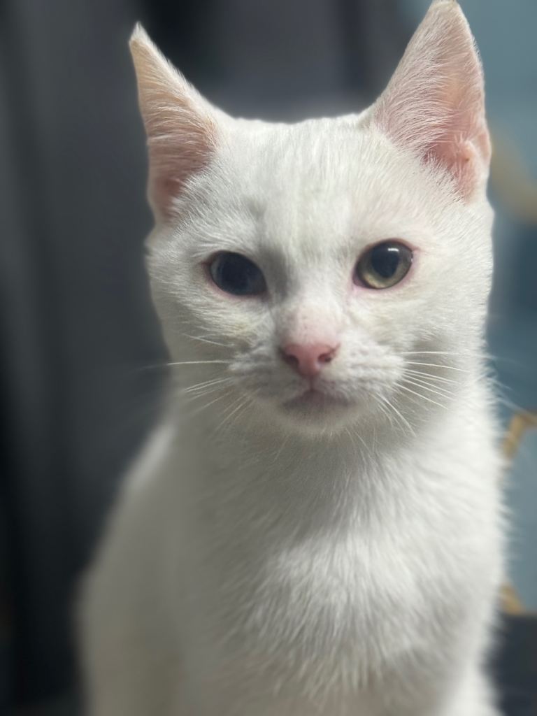 Kittens domestic short hair (normal cat) 