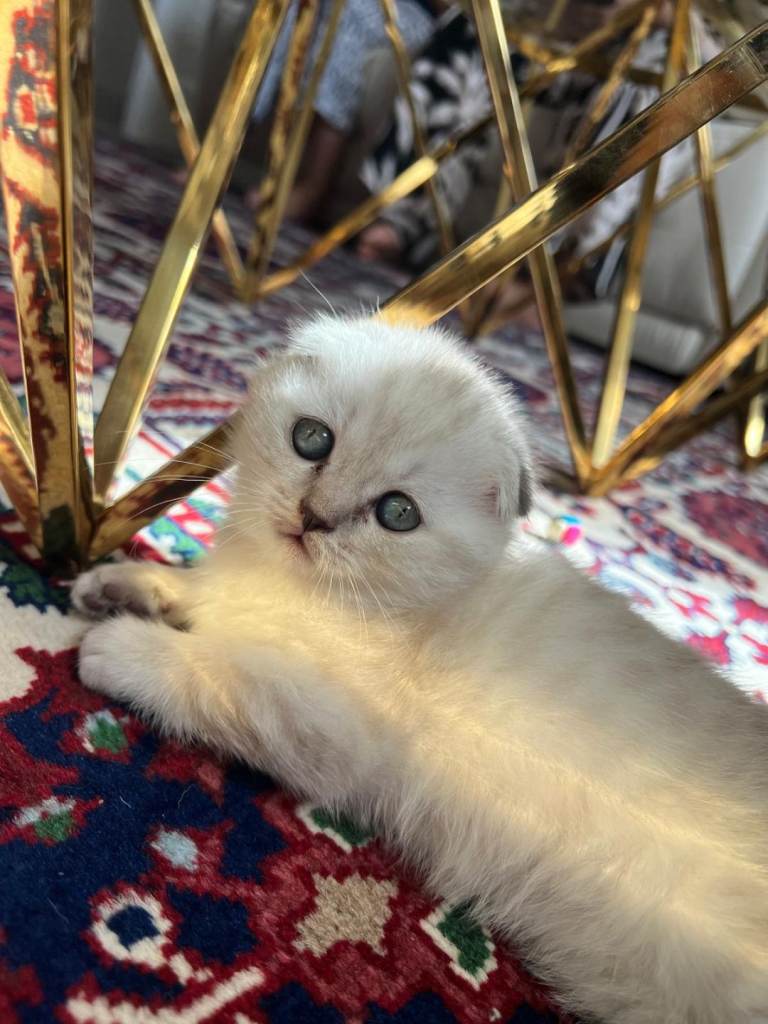 Kitten