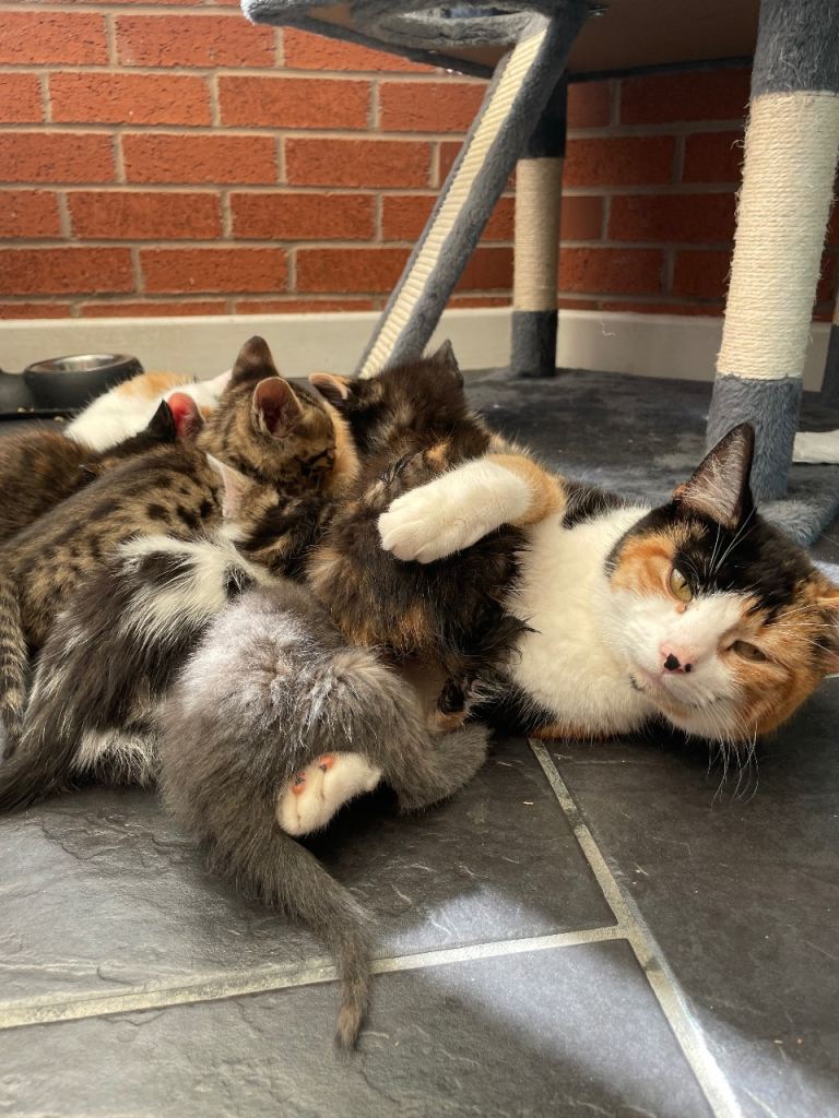 Beautiful Baby Kittens 