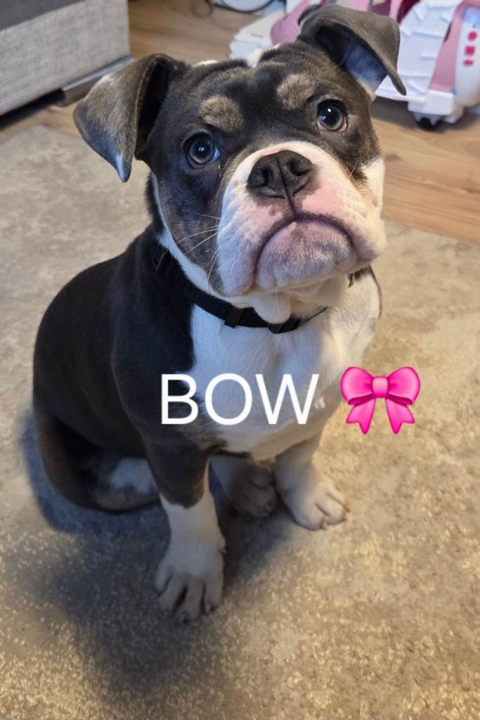 4 1/2 months old puppy