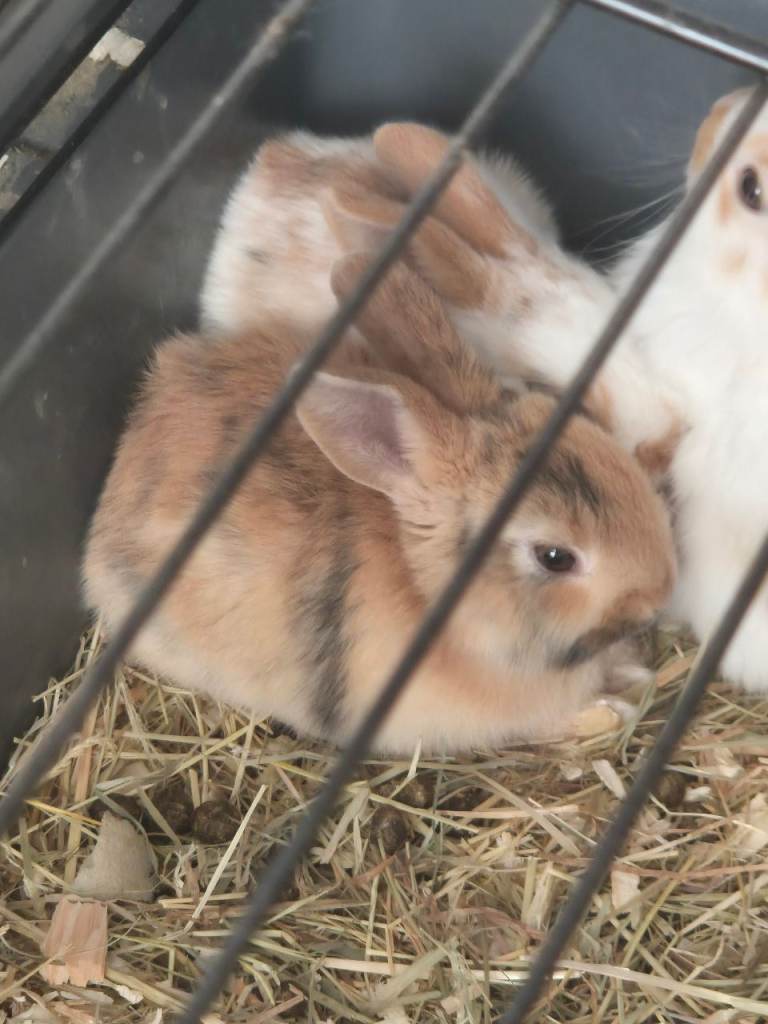 Male baby bunnies