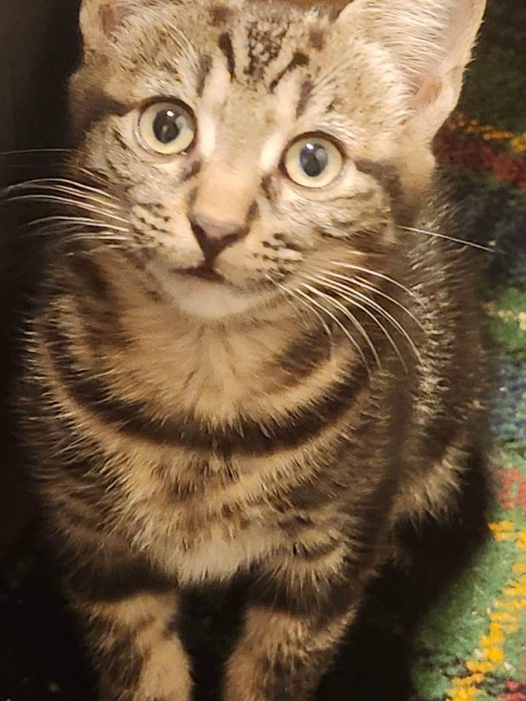 four kittens for sale