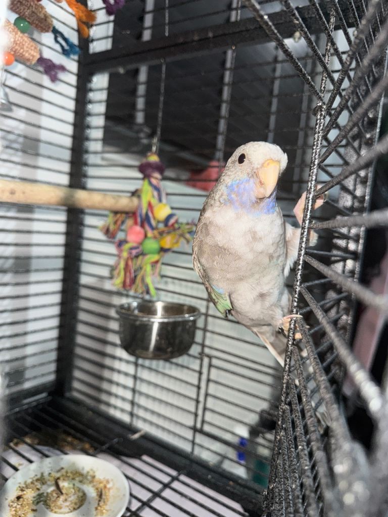 A blue cinnamon pannet