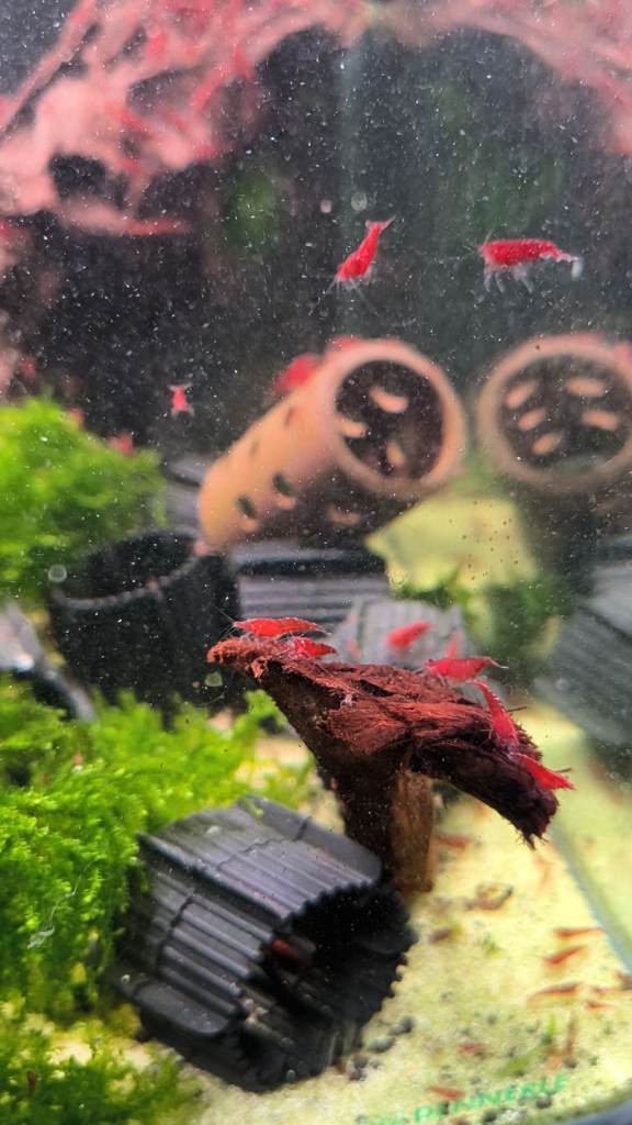 X10 Red Cherry Shrimp Good Quality Grade Aquarium Fish Neocaridina