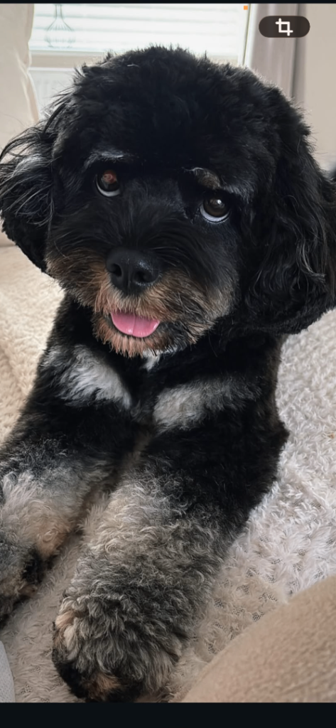 Toy Cavapoo x 