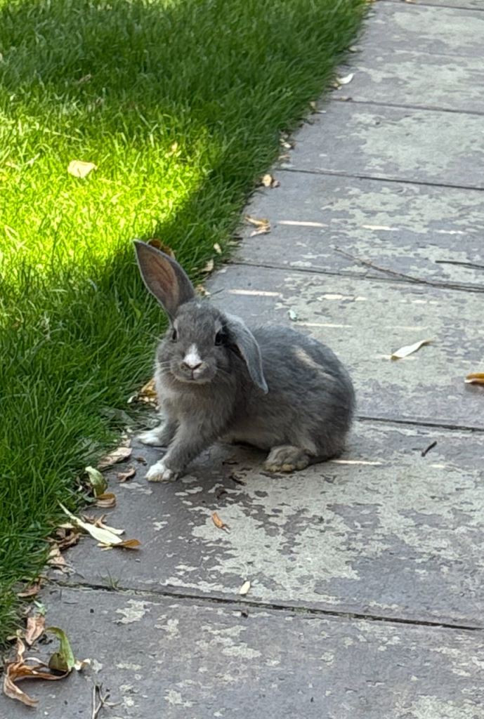  ## 🐰 Adorable Baby Lop Rabbits Looking for Their Forever Homes! 🏡
