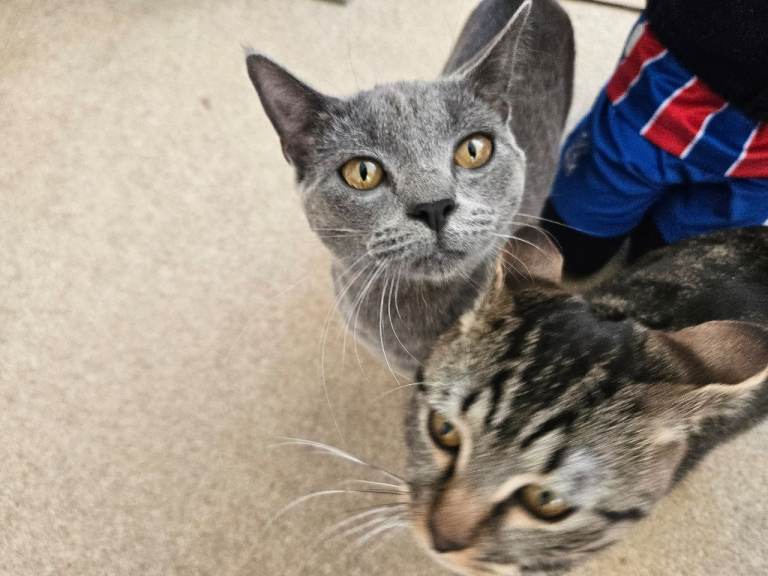 Two adorable 1 year old brother tabby cats
