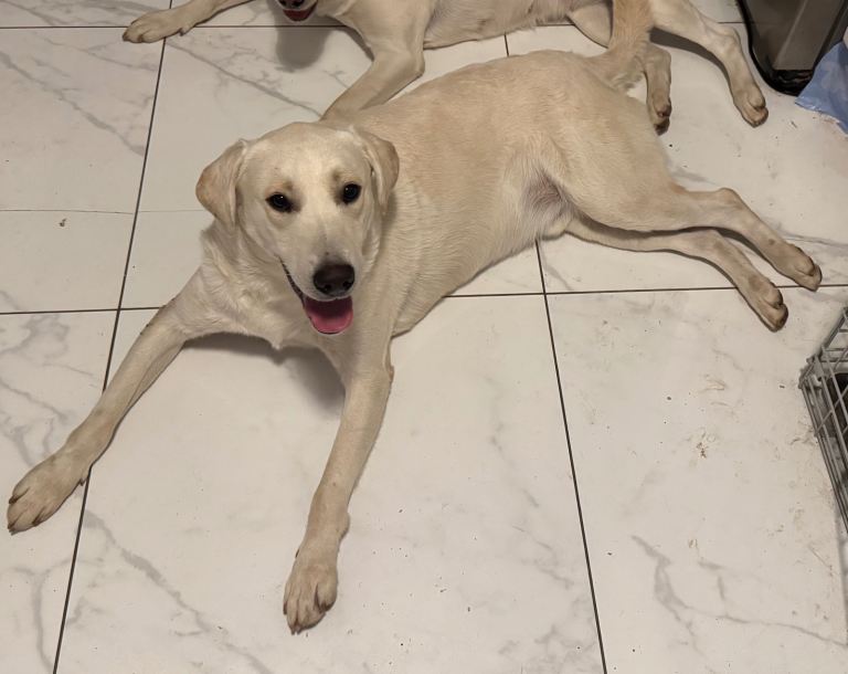 Labrador available for rehome