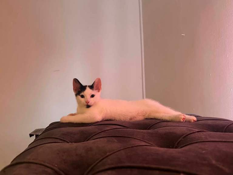 2 left British short hair cross kittens 