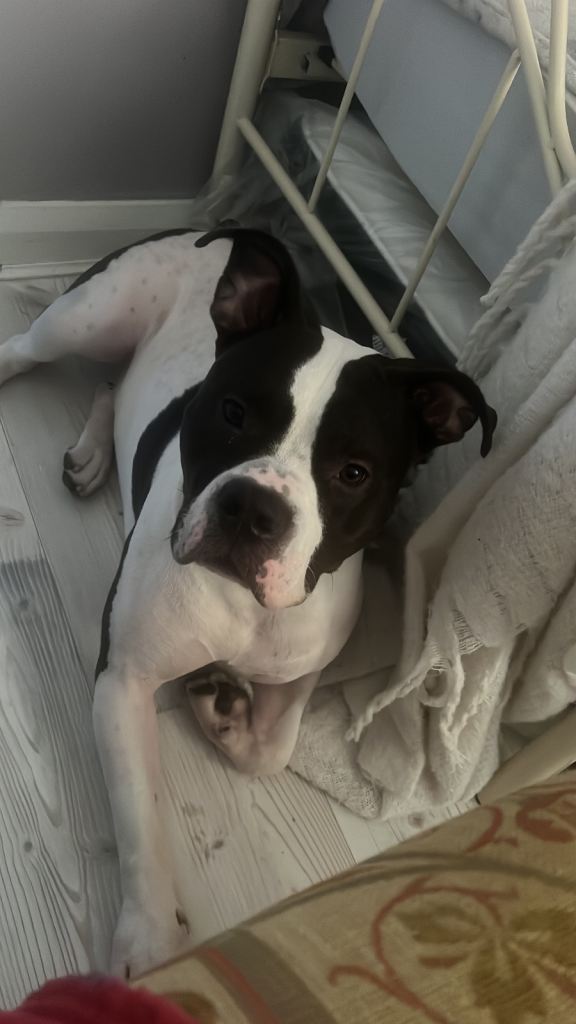 Standard American bulldog 