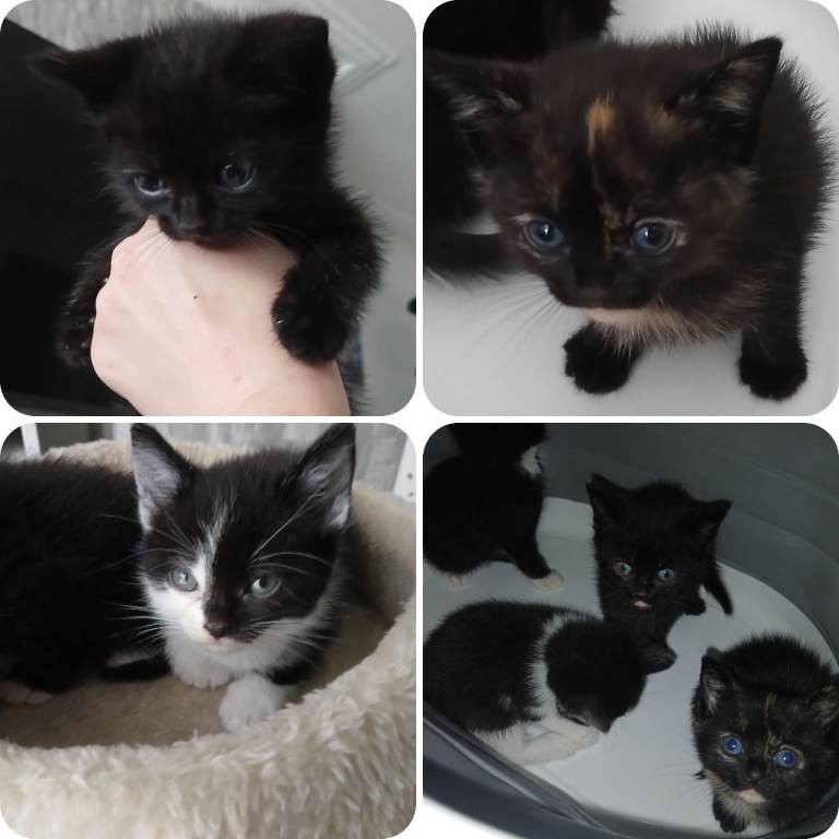 Ragdoll / British Short Hair Cross Kittens