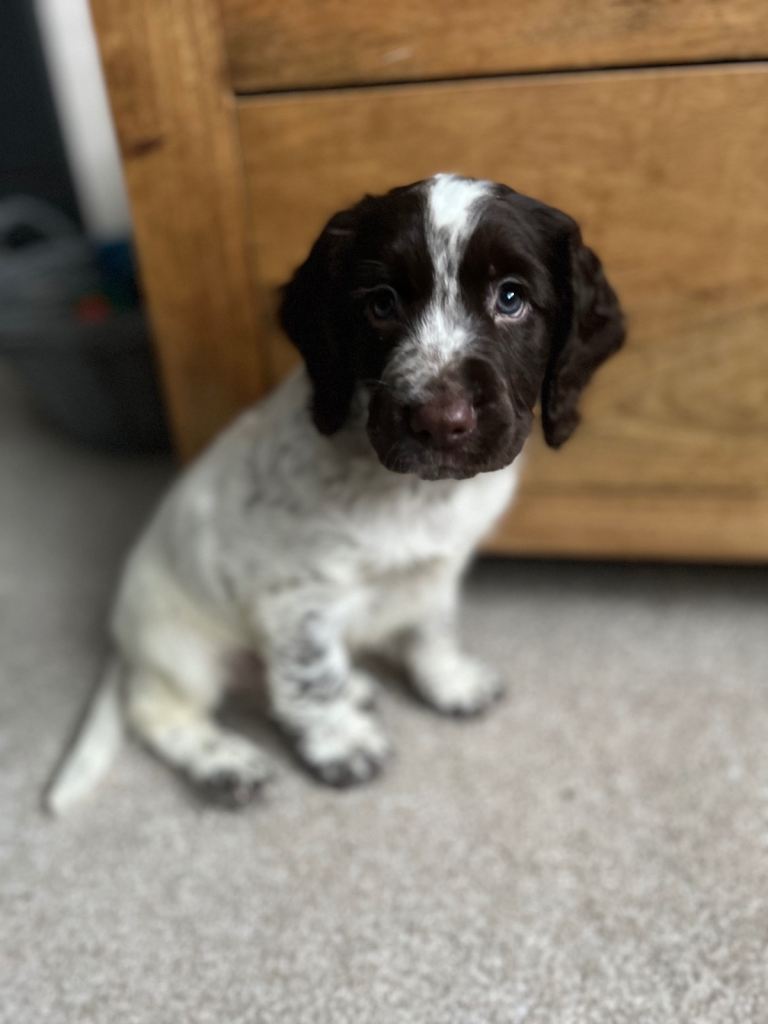 Beautiful sprocker spaniel pup