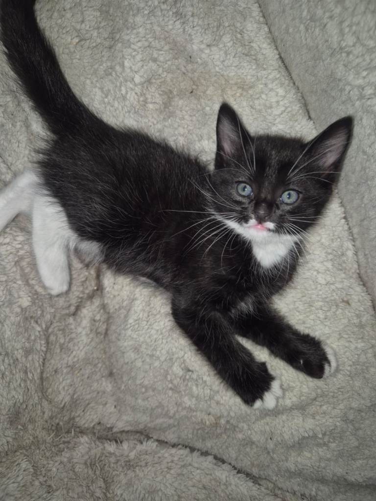 Kittens 