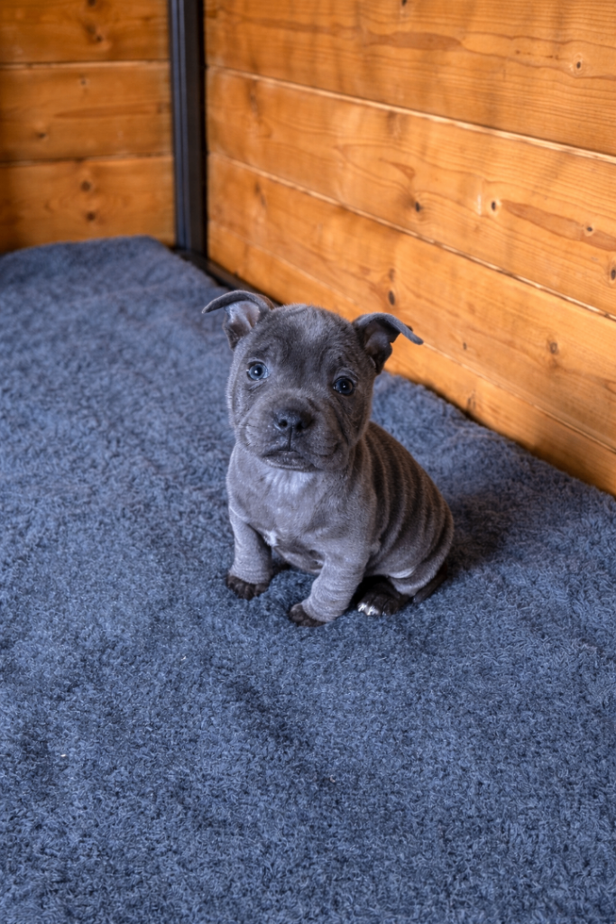 KC registered Staffy pups