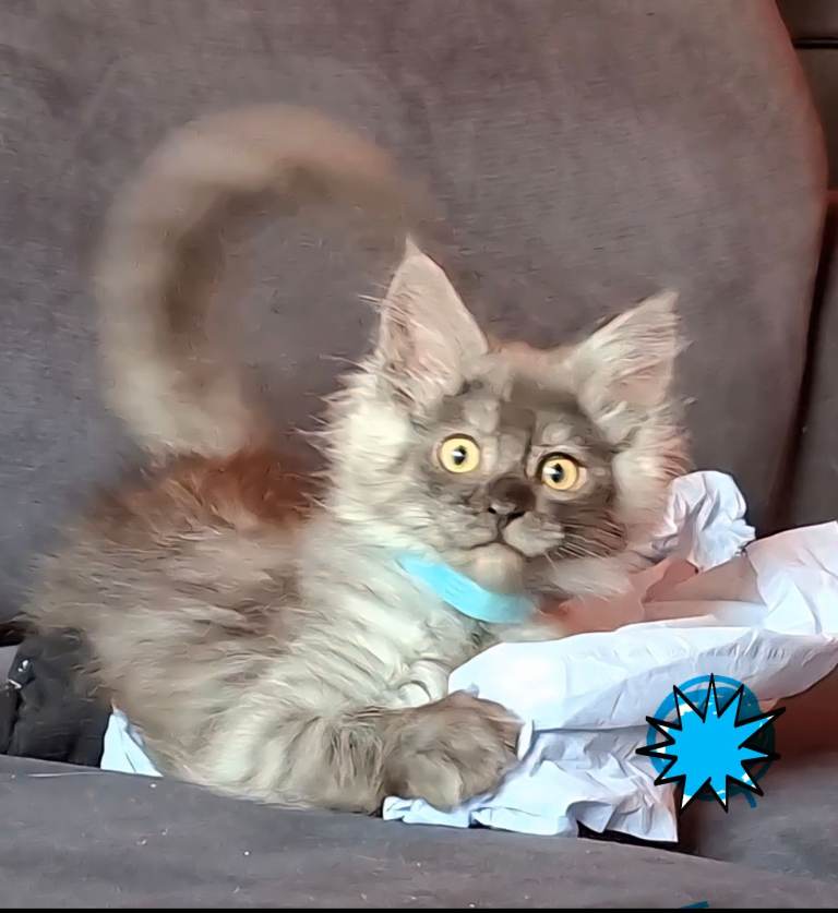 Pedigree Maine Coon cats