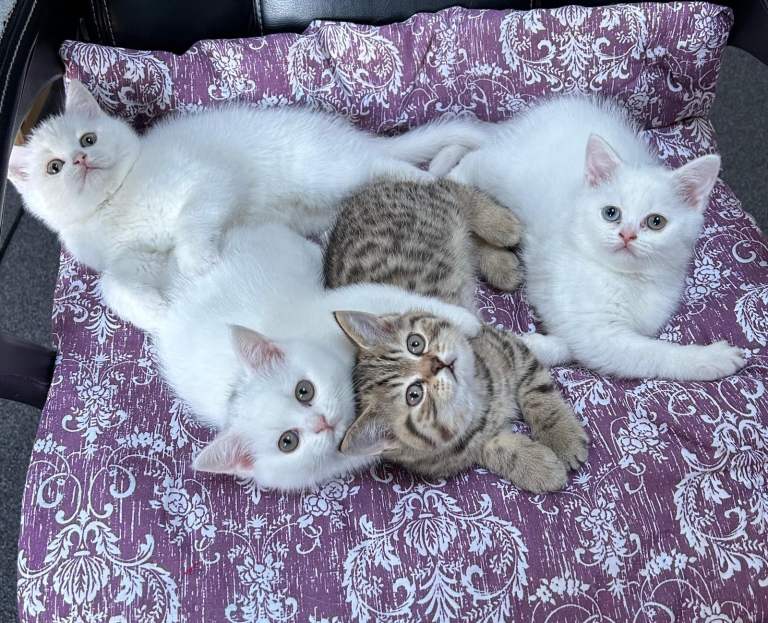 British short hair kittens