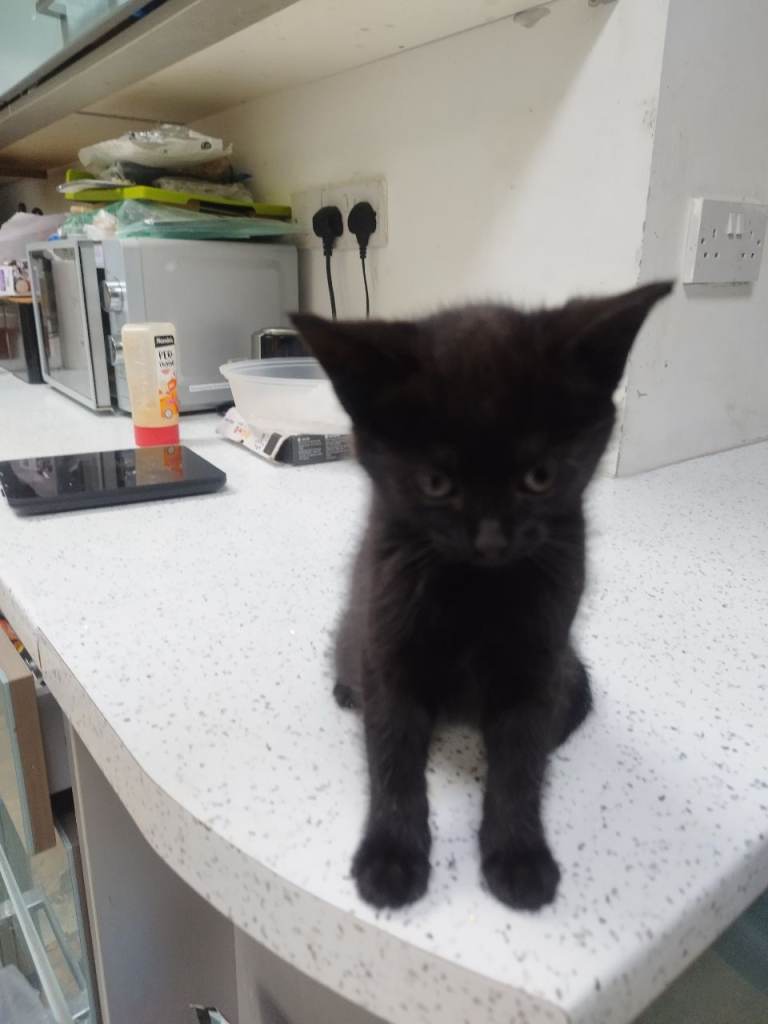 THREE BLACK KITTENS 8 WEEKS OLD MALE FEMALE LITTER TRAINED FLEAD WORMED £50 EACH 