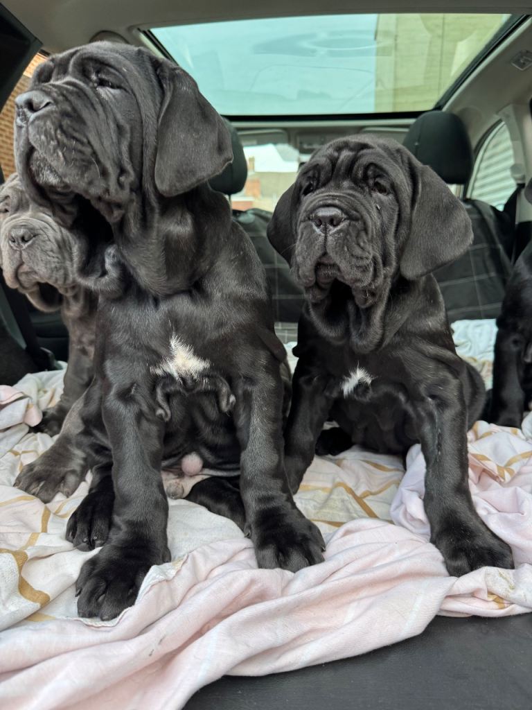 3 Neapolitan mastiff black female puppies Newcastle 