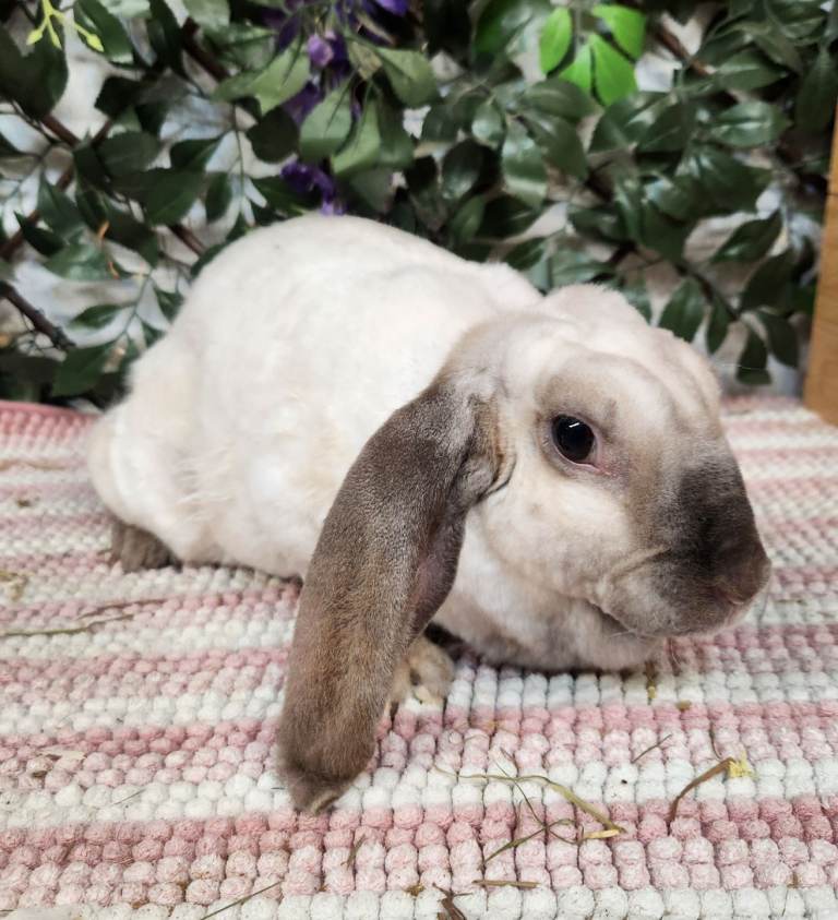 English lop/plush cross rabbit