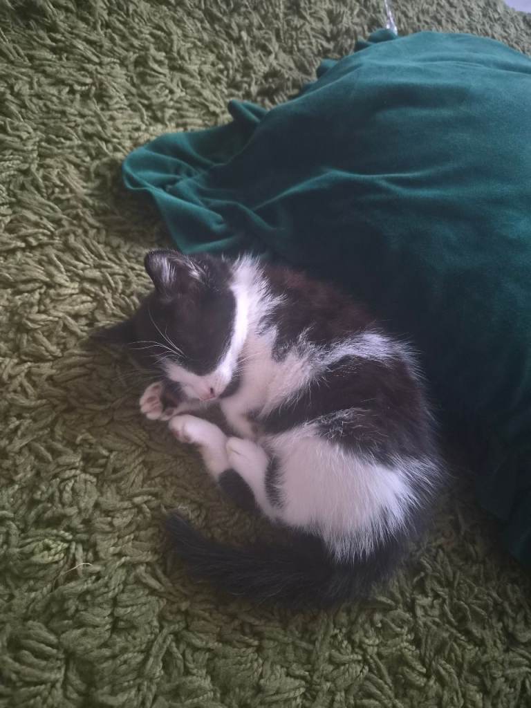 Kittens 