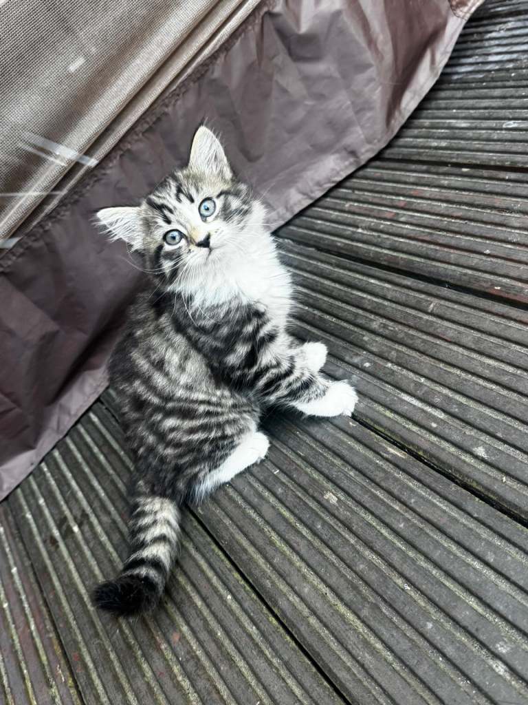 8 week old kittens 