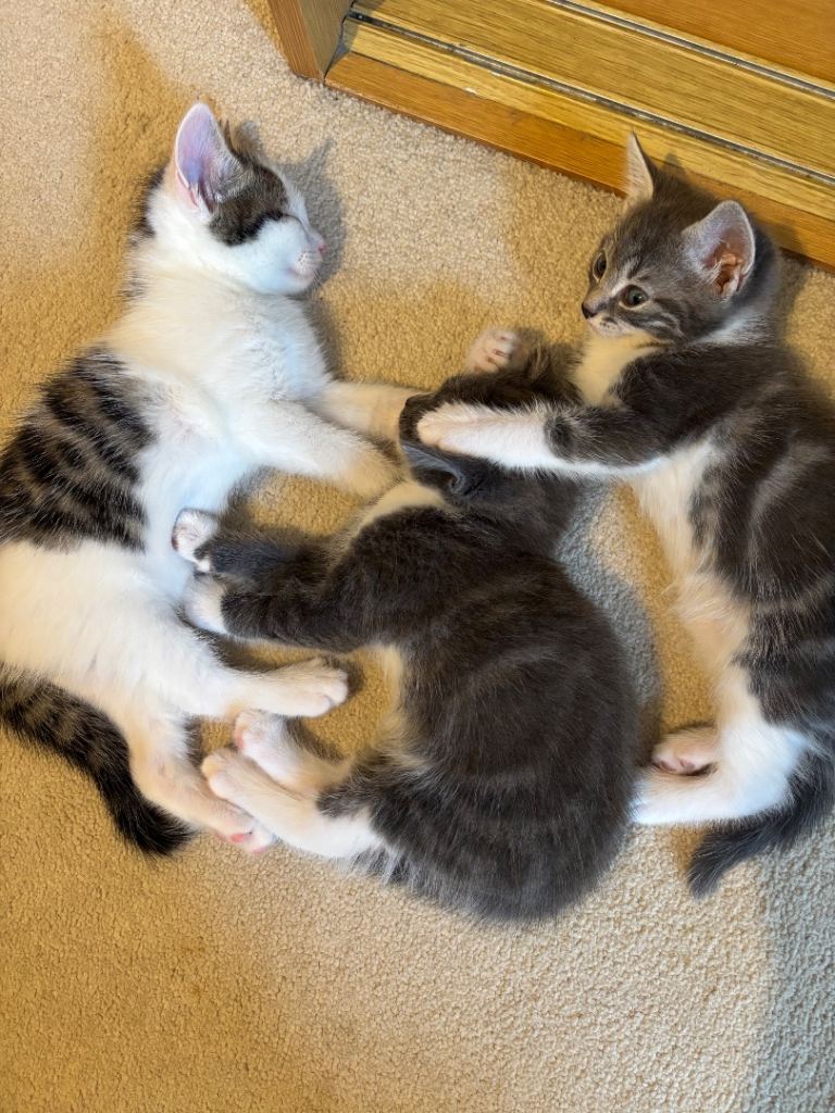 kittens