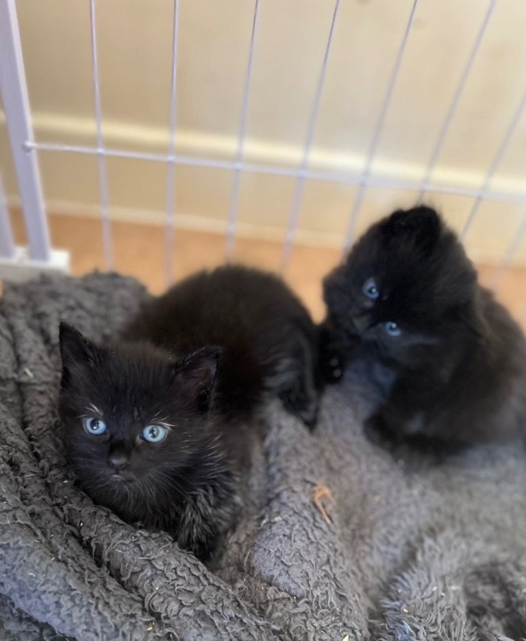 4 kittens for sale 