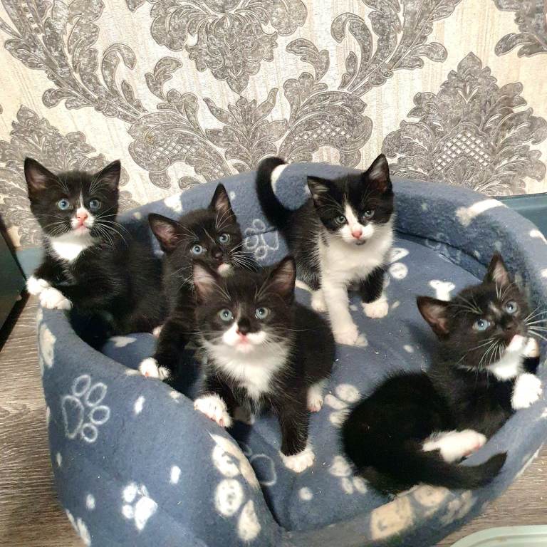 kittens 