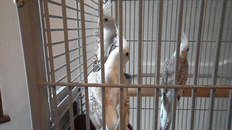 Beautiful Baby Cockatiels