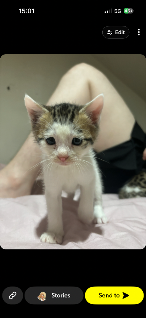 Half Bengal male kitten for sale 