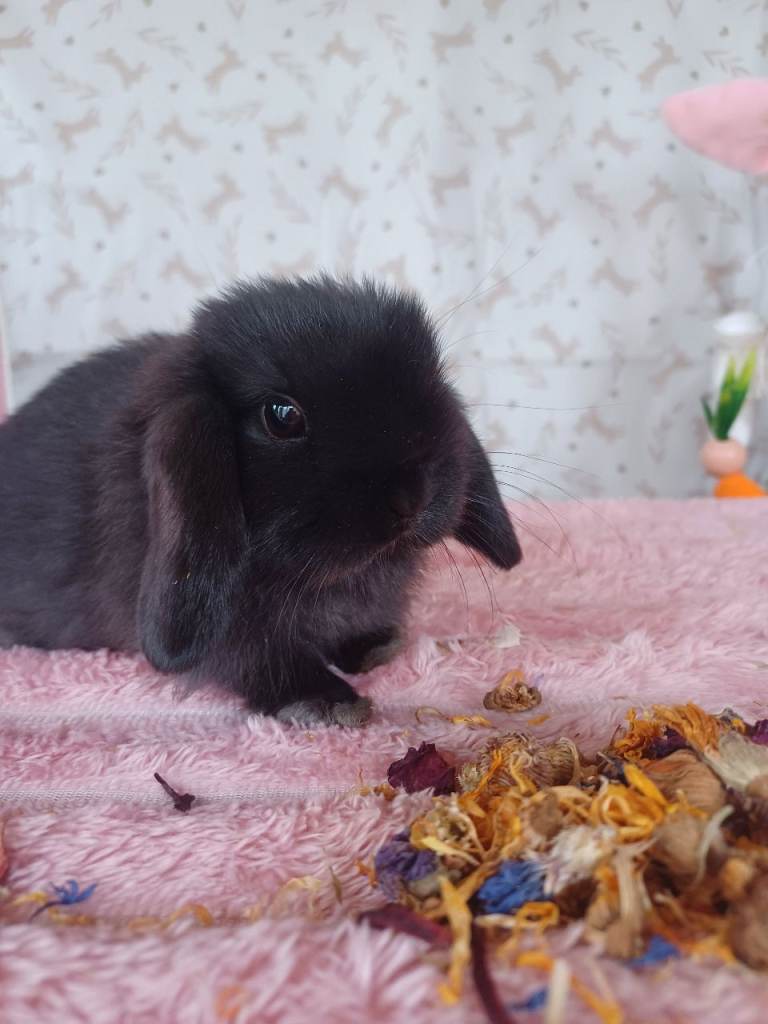 Mini Lops 