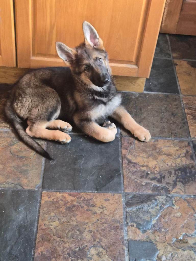 German shepherd 