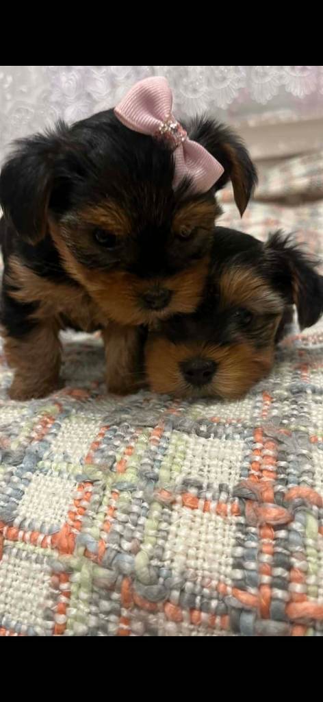 Yorkshire terriers mini