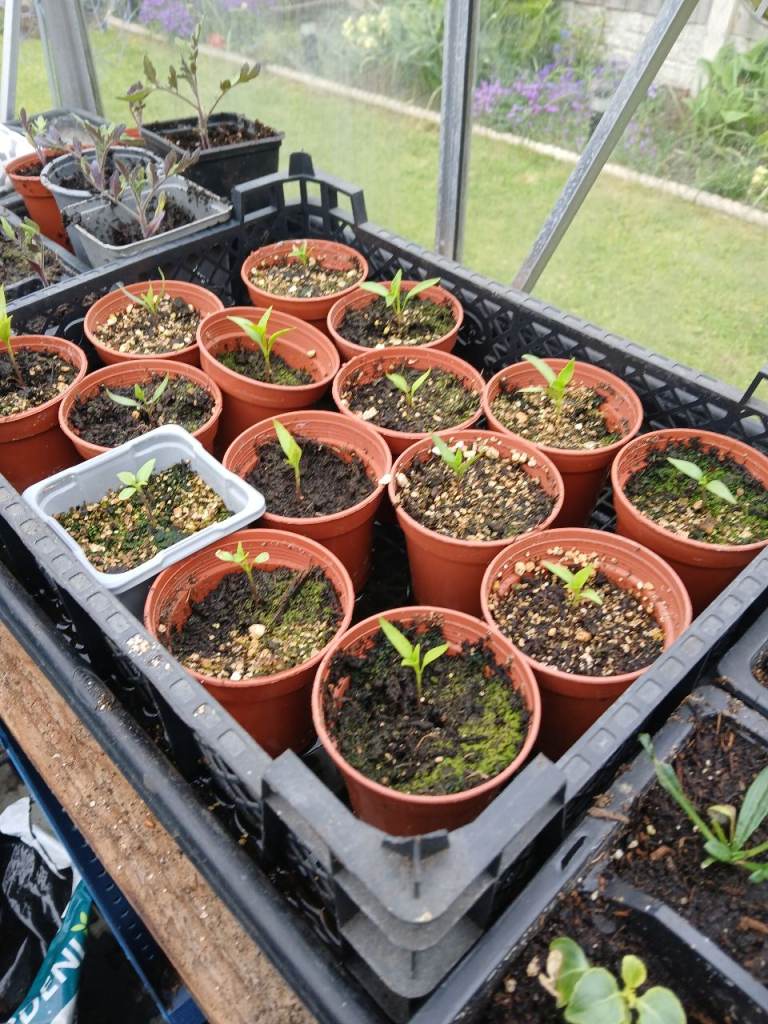 Hot Chilli plants