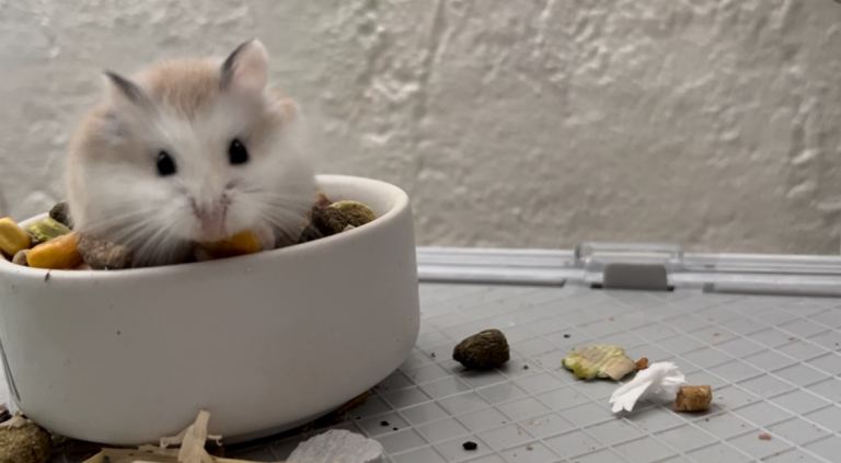 Baby male roborovski dwarf hamsters 