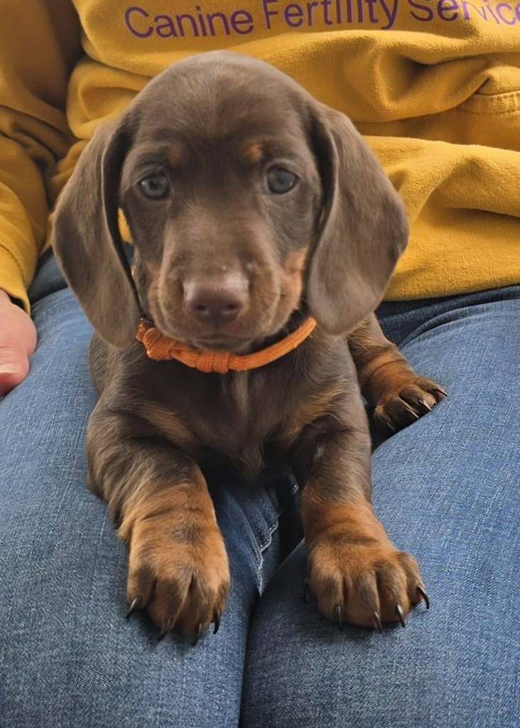 mini dachshund