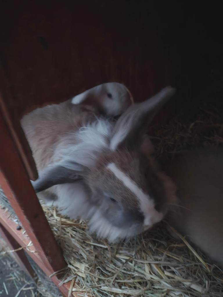 Lop ear lion Rabbits