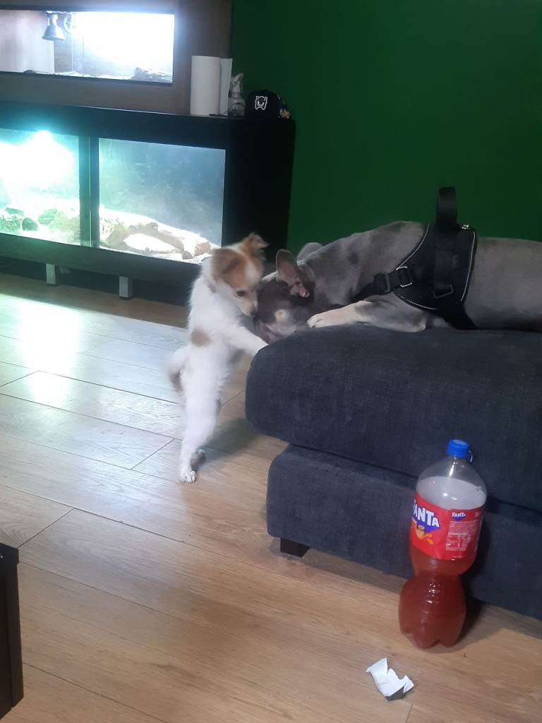 Jack russell puppy