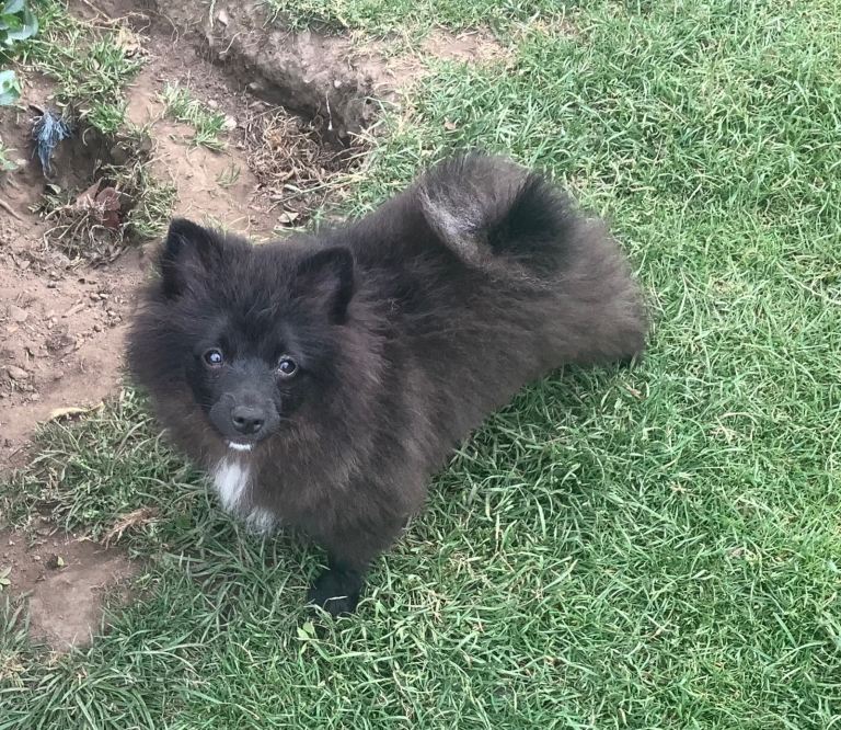German Spitz Klein bitch puppy. KC Reg.